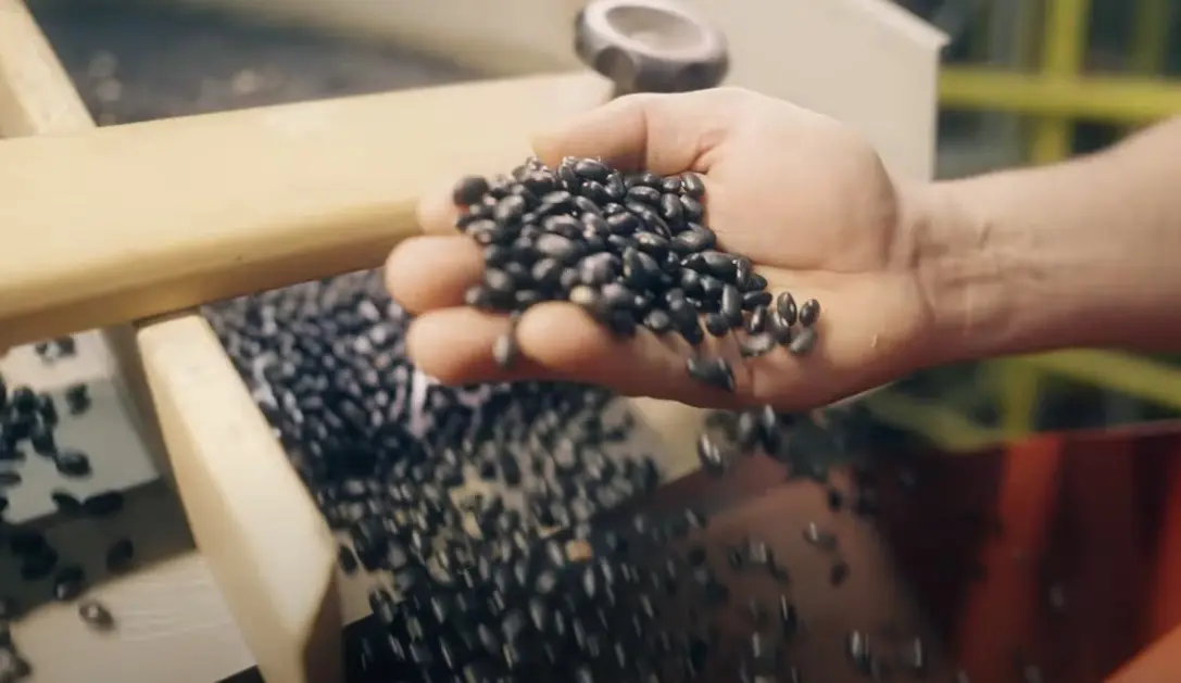 Com trabalho das cooperativas, região sudoeste do Paraná responde por 46% da área de feijão produzido no estado.