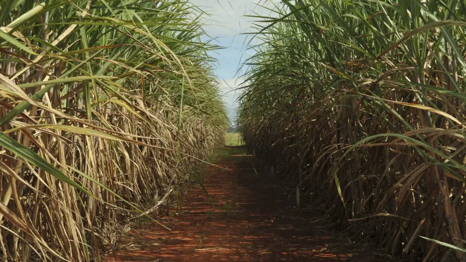 Plantação de cana-de-açúcar: Proálcool e popularização de veículos flex ajudaram a impulsionar uso do etanol nas últimas décadas, elevando a participação do agro na matriz de energia renovável brasileira