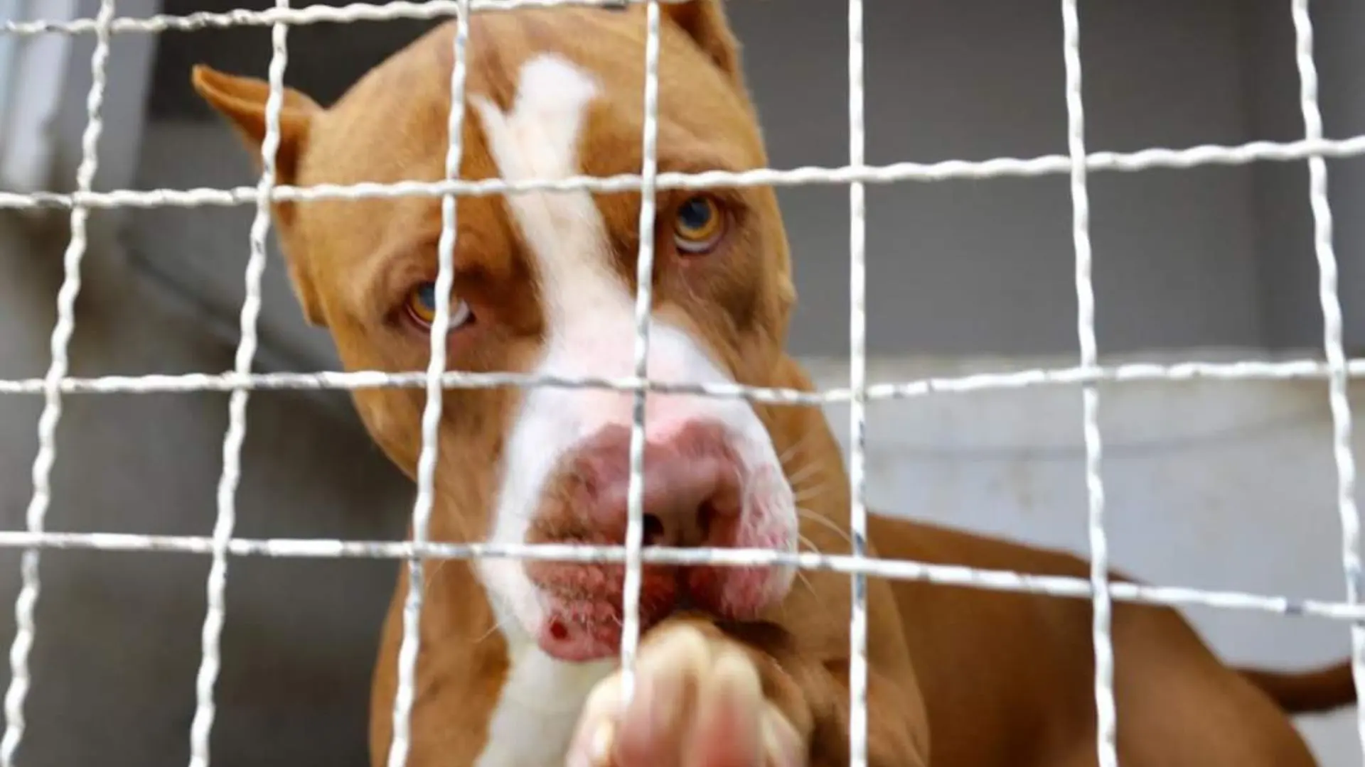 Nova lei de Santa Catarina proíbe criação e circulação de pitbulls