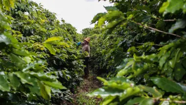 Geada negra no Paraná