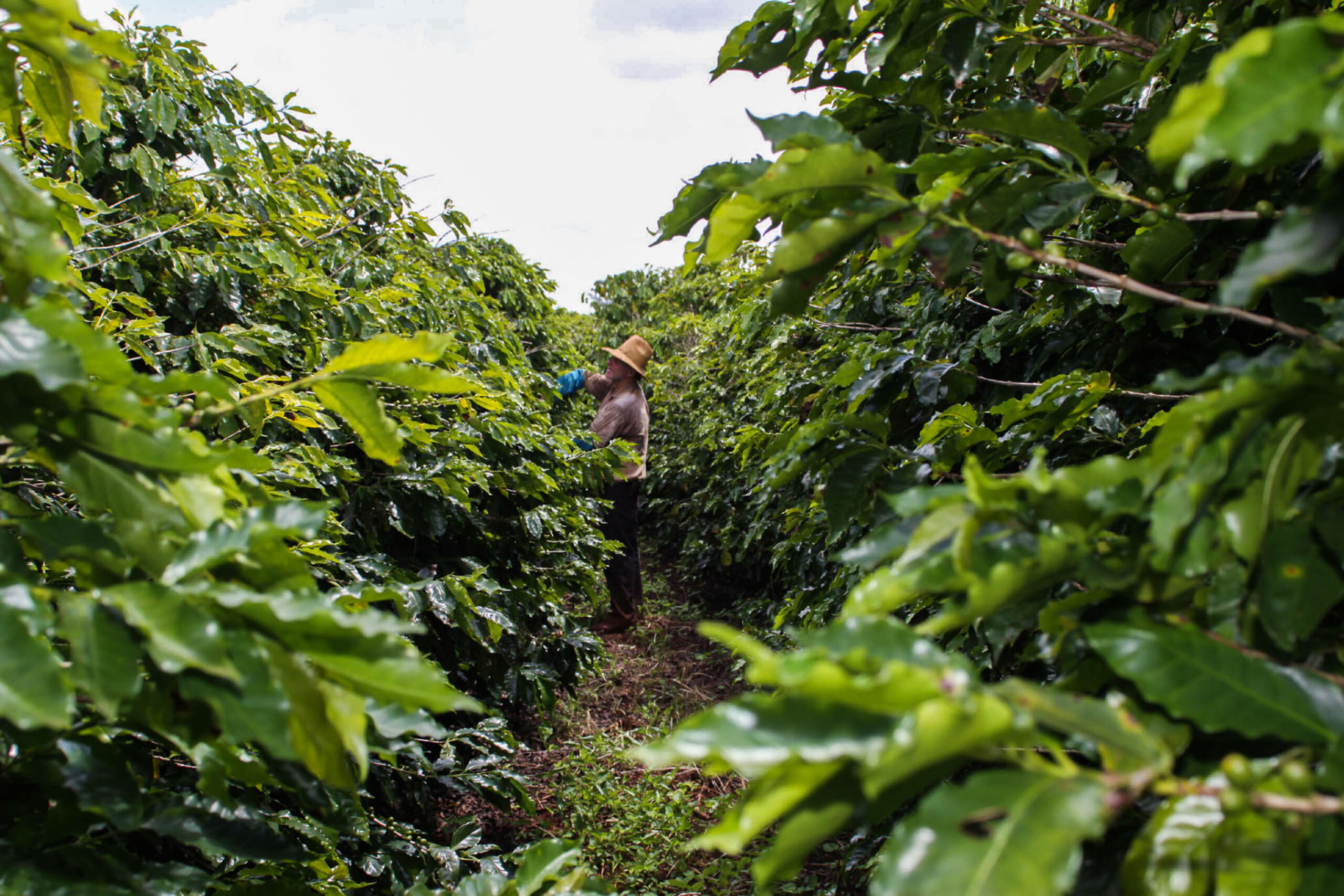 Estado dominava produção no Brasil e substituiu o café pela soja e pelo milho.