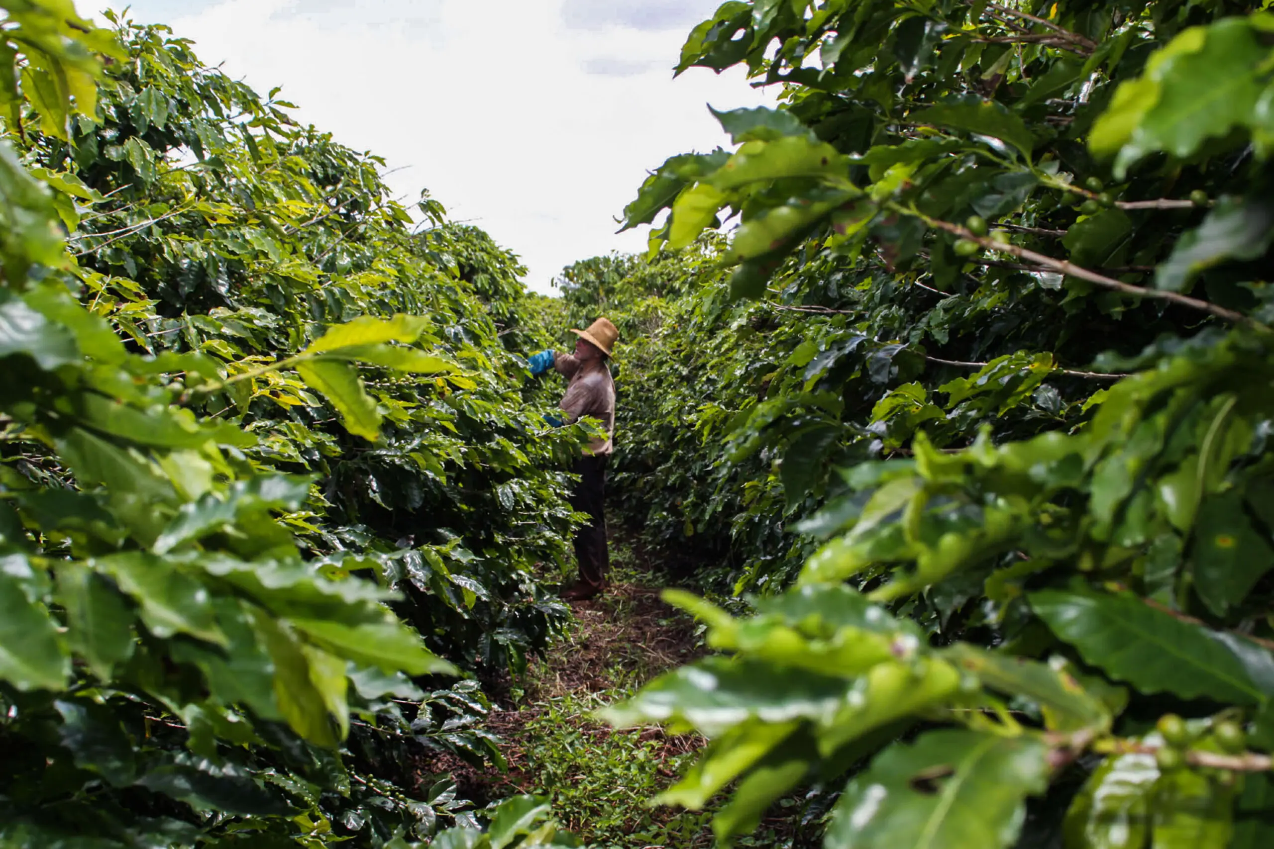Geada negra no Paraná