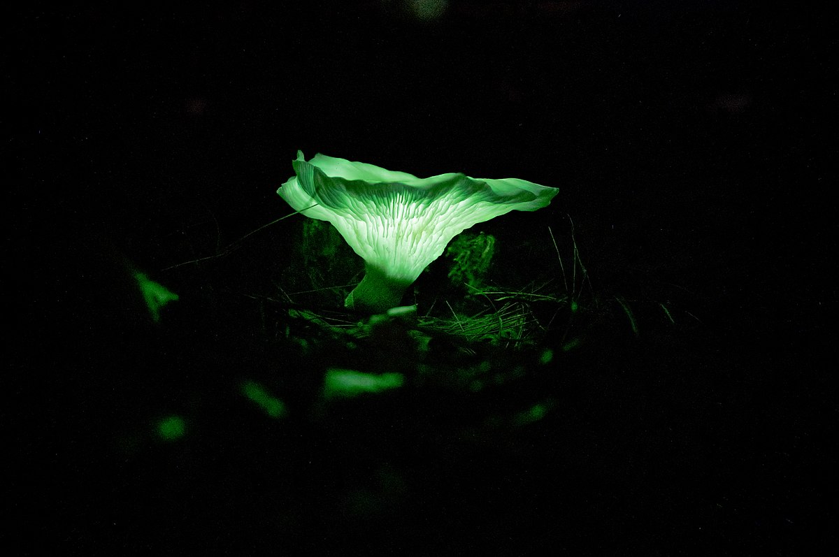 &#8220;Cogumelo fantasma&#8221;, da espécie Omphalotus Nidiformis. Sua bioluminescência faz a floresta australiana brilhar.