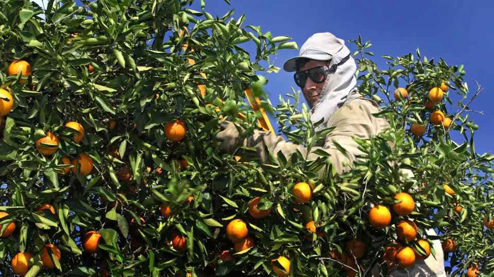 Setor de suco de laranja alerta que tarifa de Trump torna exportação inviável e ameaça colapso; Brasil exportou 305,8 mil toneladas para os EUA na última safra.