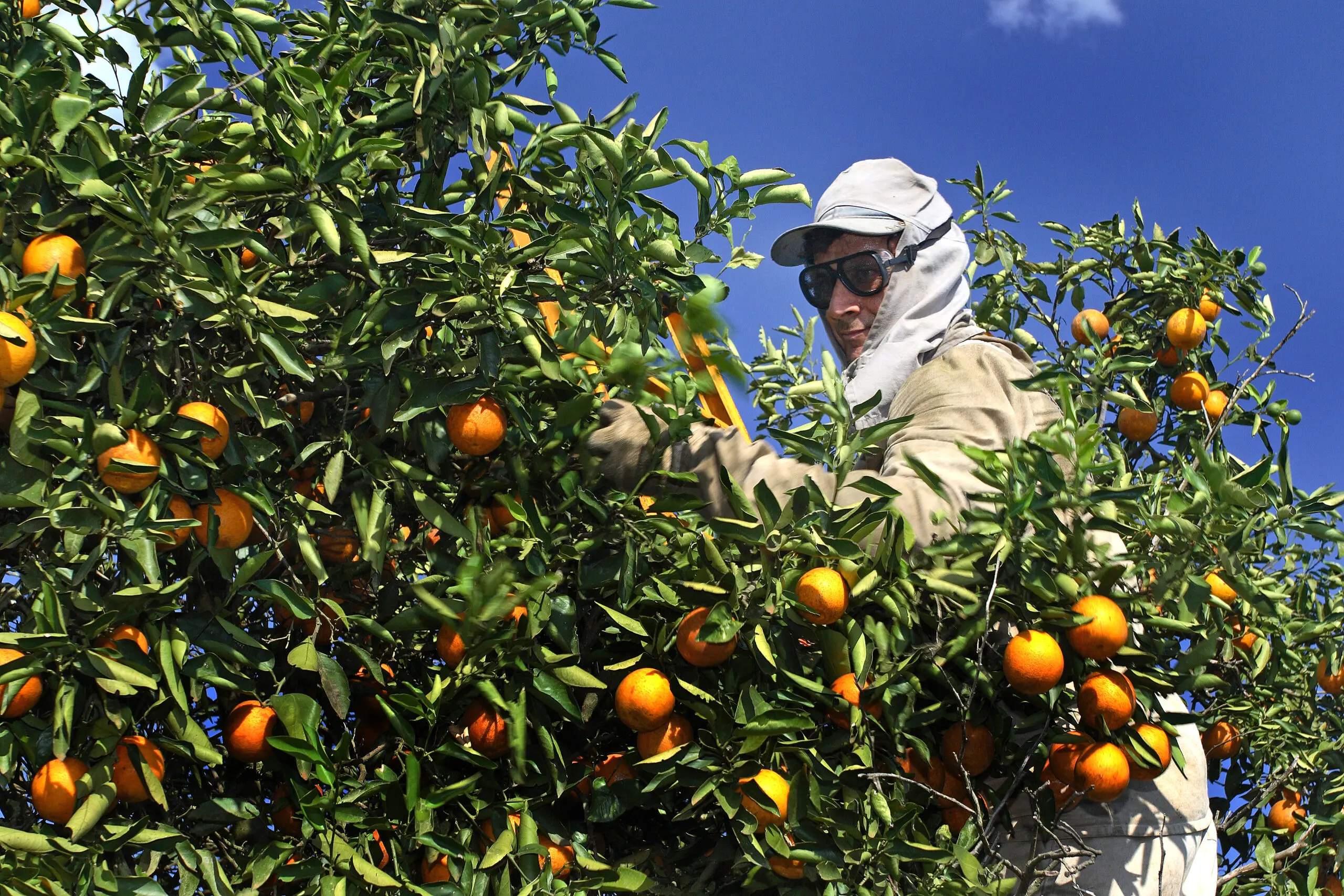 Setor de suco de laranja alerta que tarifa de Trump torna exportação inviável e ameaça colapso; Brasil exportou 305,8 mil toneladas para os EUA na última safra.