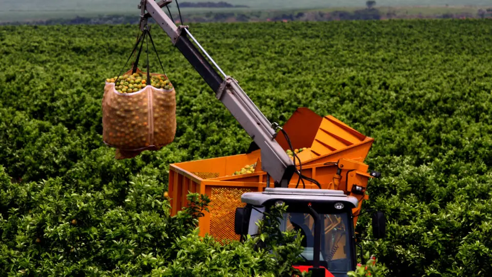 Na safra 2024/25, os EUA representaram 41,7% das exportações brasileiras de laranja.