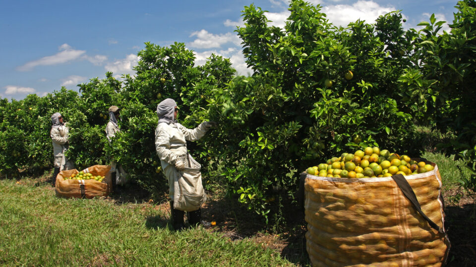 Taxa de Trump ameaça colapso aos produtores brasileiros de suco de laranja