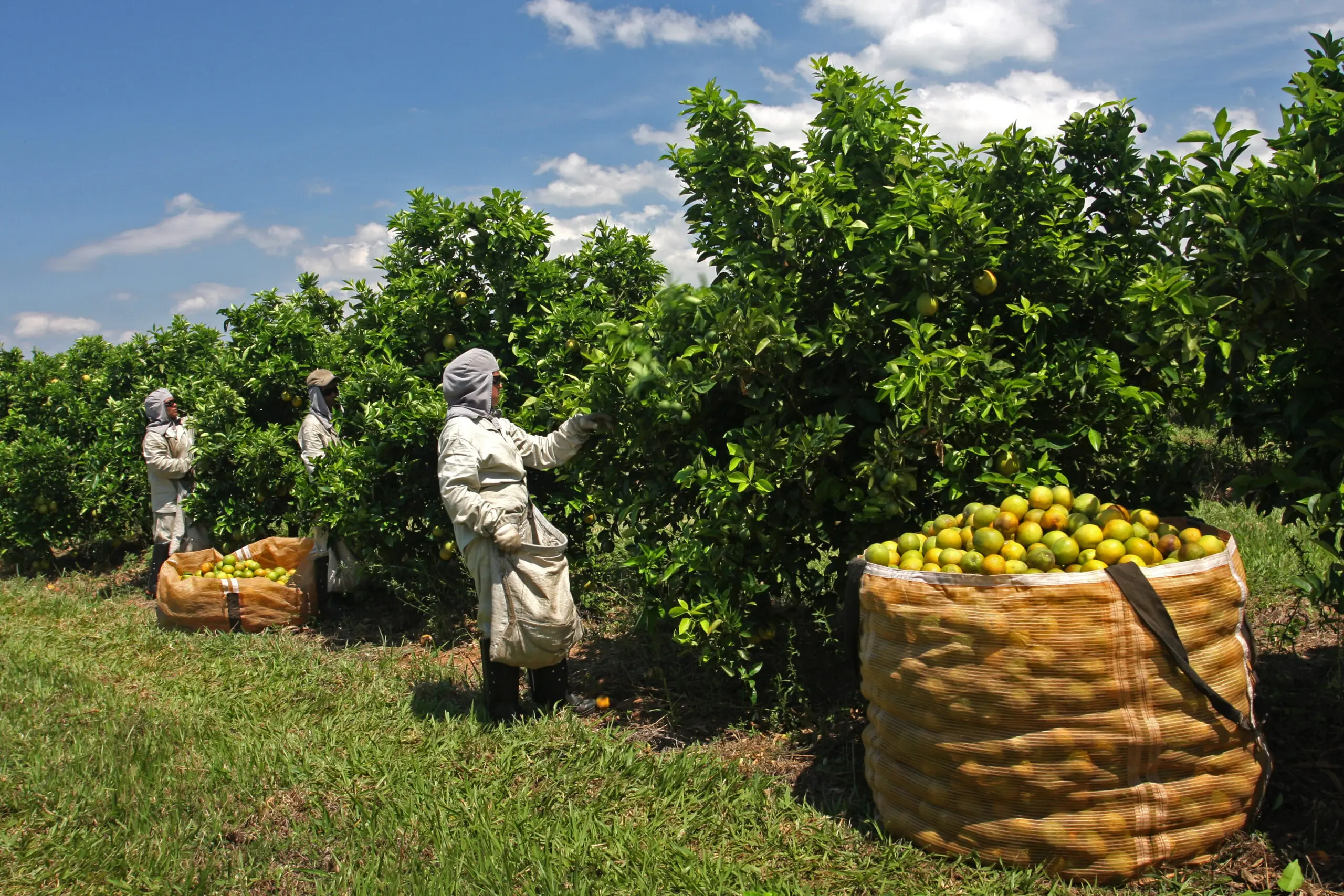 Produtores aguardam reuniões e medidas do governo brasileiro para reverter ou mesmo minimizar a taxação anunciada pelo presidente dos Estados Unidos às exportações de suco de laranja.