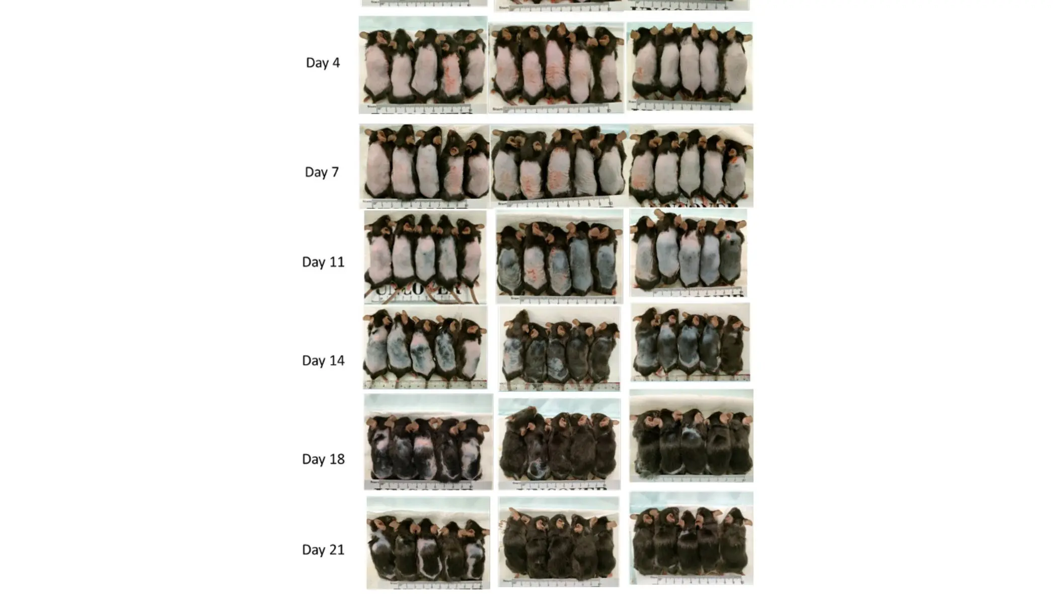 Crescimento capilar estimulado por células-tronco: fotografias de recrescimento capilar tiradas nos dias zero, quatro, sete, 11, 14, 18 e 21 após a depilação em camundongos machos