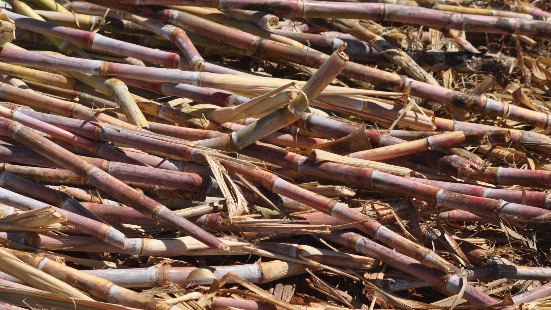 Para o governador Tarcísio de Freitas, a cana-de-açúcar tem potencial para ser o &#8220;pré-sal caipira&#8221;