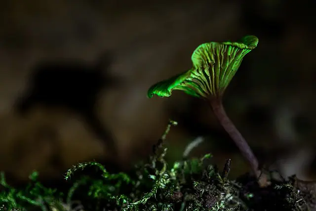 Cogumelo bioluminescente encontrado no Brasil.