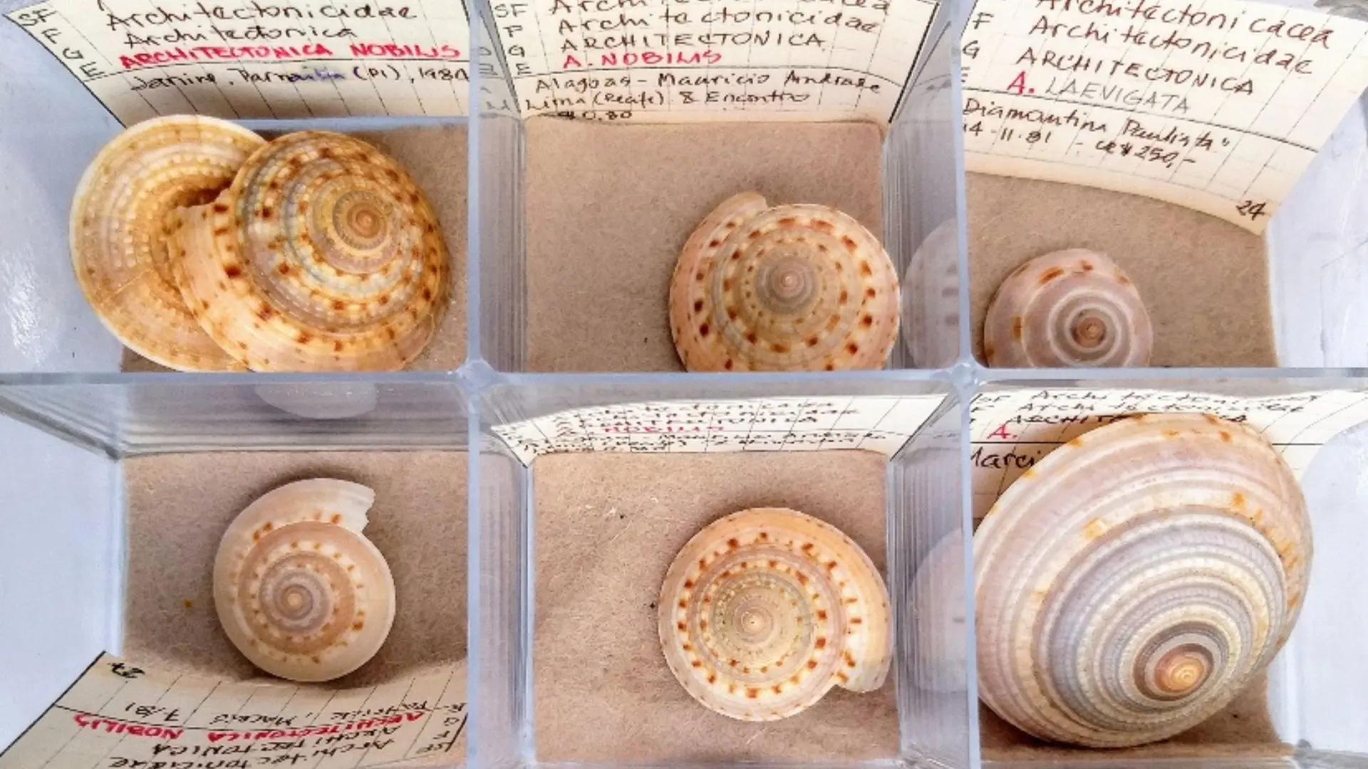 A coleção de conchas da família do músico Nando Reis foi doada ao Museu Nacional