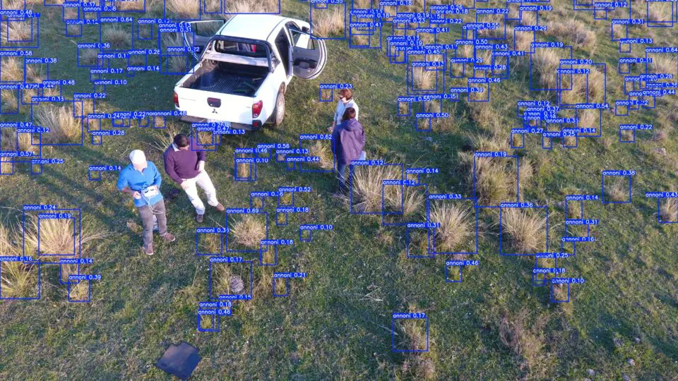 Modelo de IA desenvolvido para agropecuária de precisão identifica a presença de capim-annoni em pastagens. Gramínea é considerada praga em fazendas do Rio Grande do Sul
