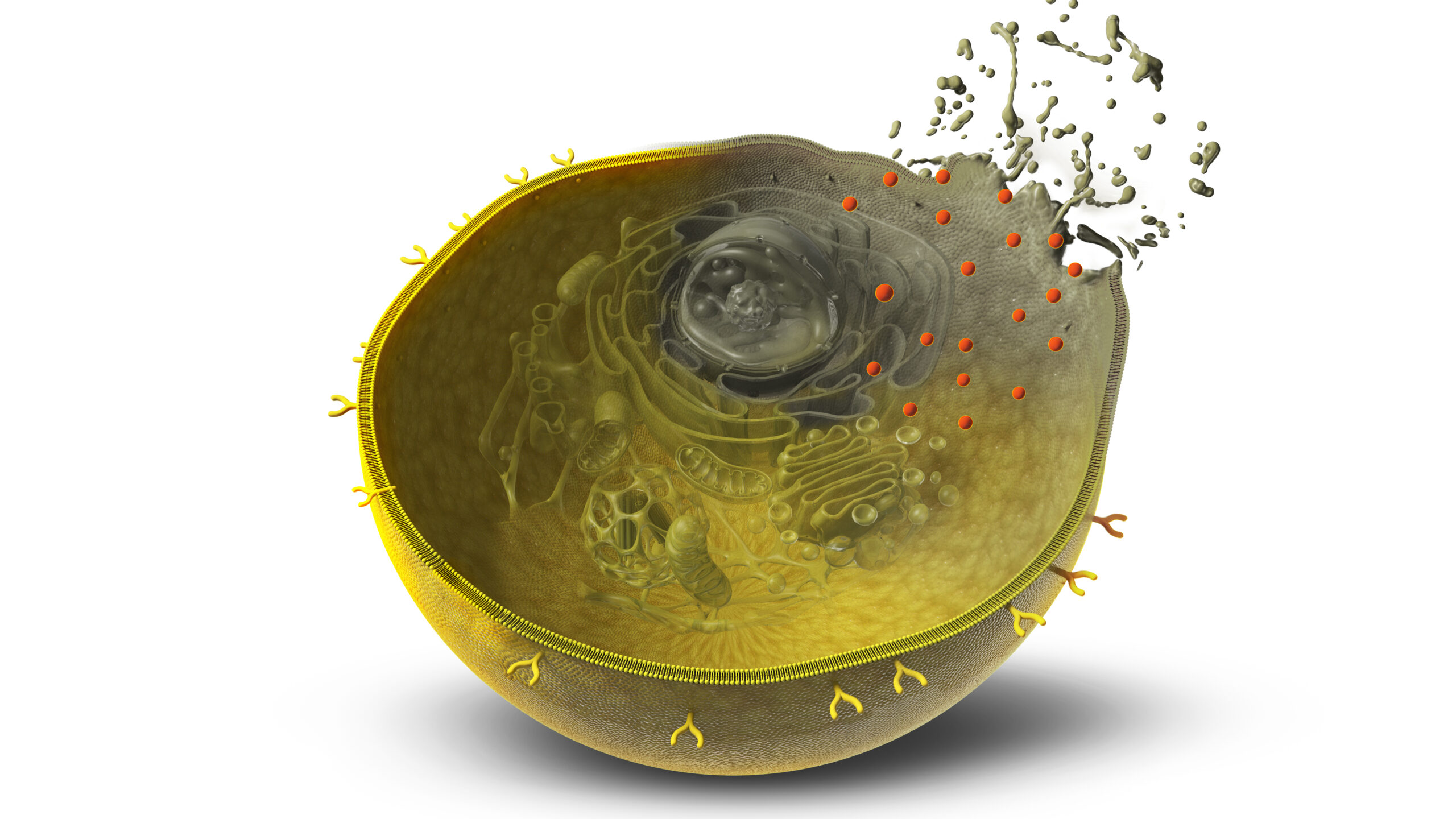 Um novo método baseado em IA pode produzir proteínas especialmente projetadas em apenas algumas semanas, capazes de armar as células de defesa do sistema imunológico do corpo para atacar e matar células cancerígenas