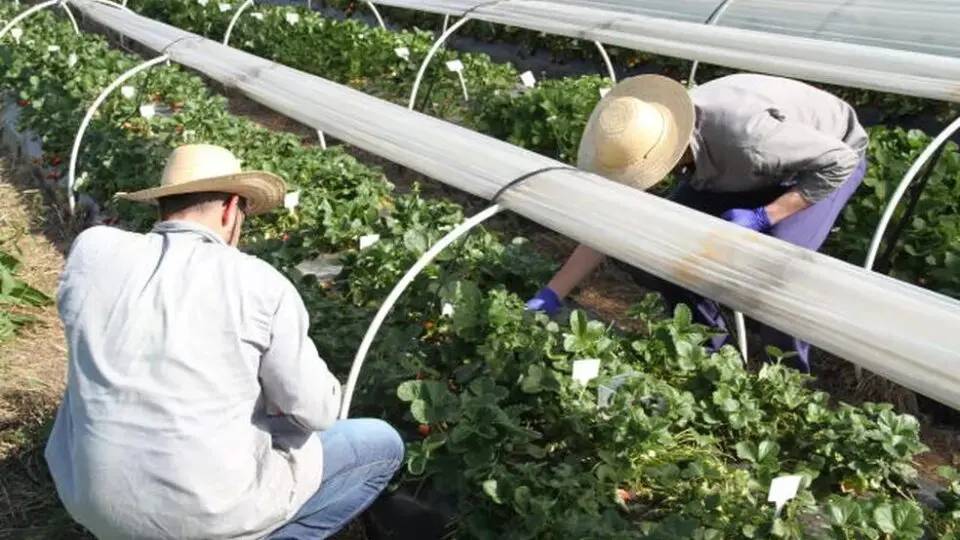 Produção mineira do morango deve atingir 190 mil toneladas em 2025, em uma área de 3,6 mil hectares.