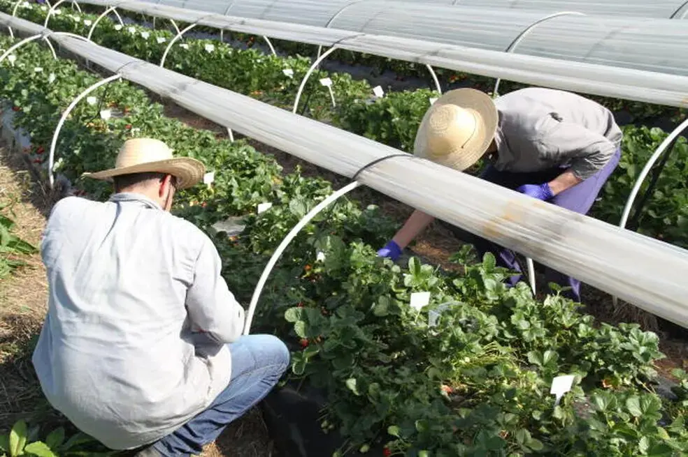Produção mineira do morango deve atingir 190 mil toneladas em 2025, em uma área de 3,6 mil hectares.