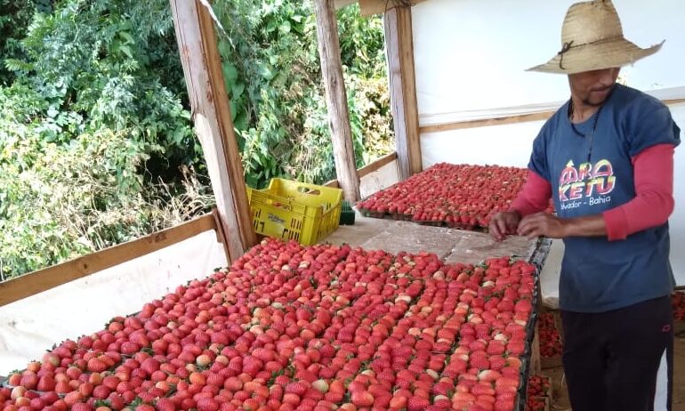 Solo fértil, clima ameno, altitude elevada e mão de obra qualificada fazem o sul de Minas ter a fórmula do sucesso para morangos de qualidade.