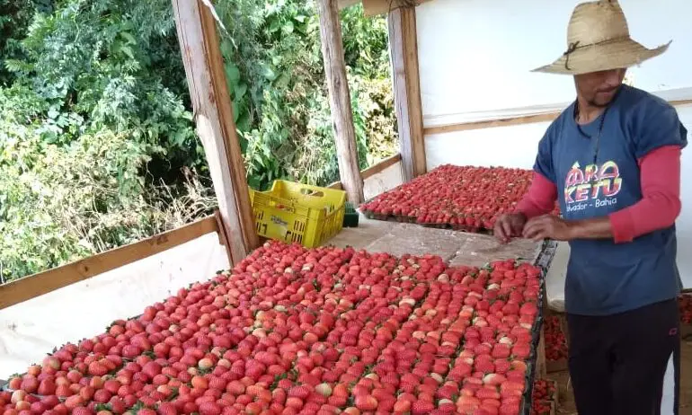 Solo fértil, clima ameno, altitude elevada e mão de obra qualificada fazem o sul de Minas ter a fórmula do sucesso para morangos de qualidade.