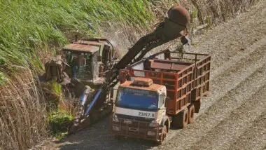 Raízen Usinas Cana-de-açúcar