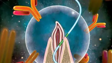 Pesquisadores demonstraram um novo método de administração de vacina em um modelo animal, utilizando fio dental para introduzir a vacina através do tecido entre os dentes e a gengiva