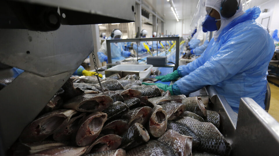 Produtores de tilápia reagem à perda de exportações com taxa Trump e miram consumo interno