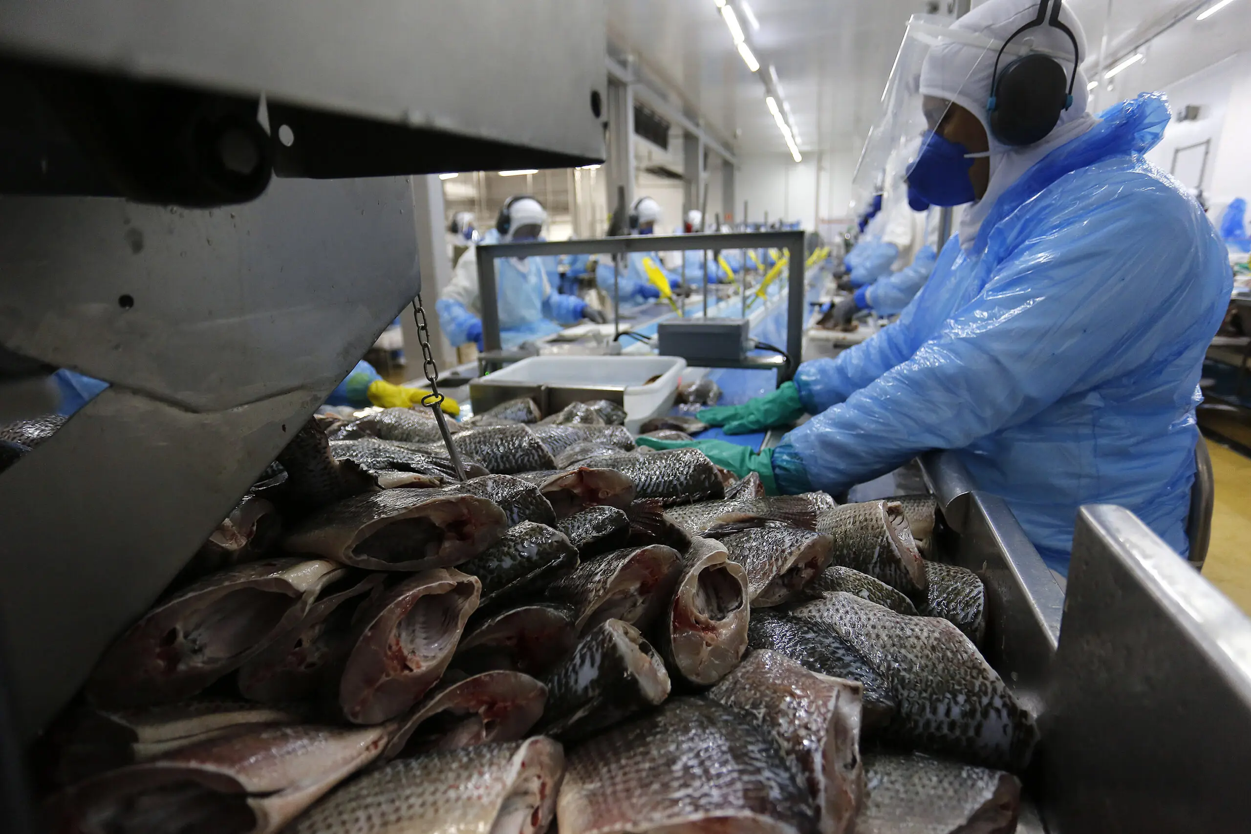 Brasil perde espaço na exportação de tilápias, com nova taxa de 50%.