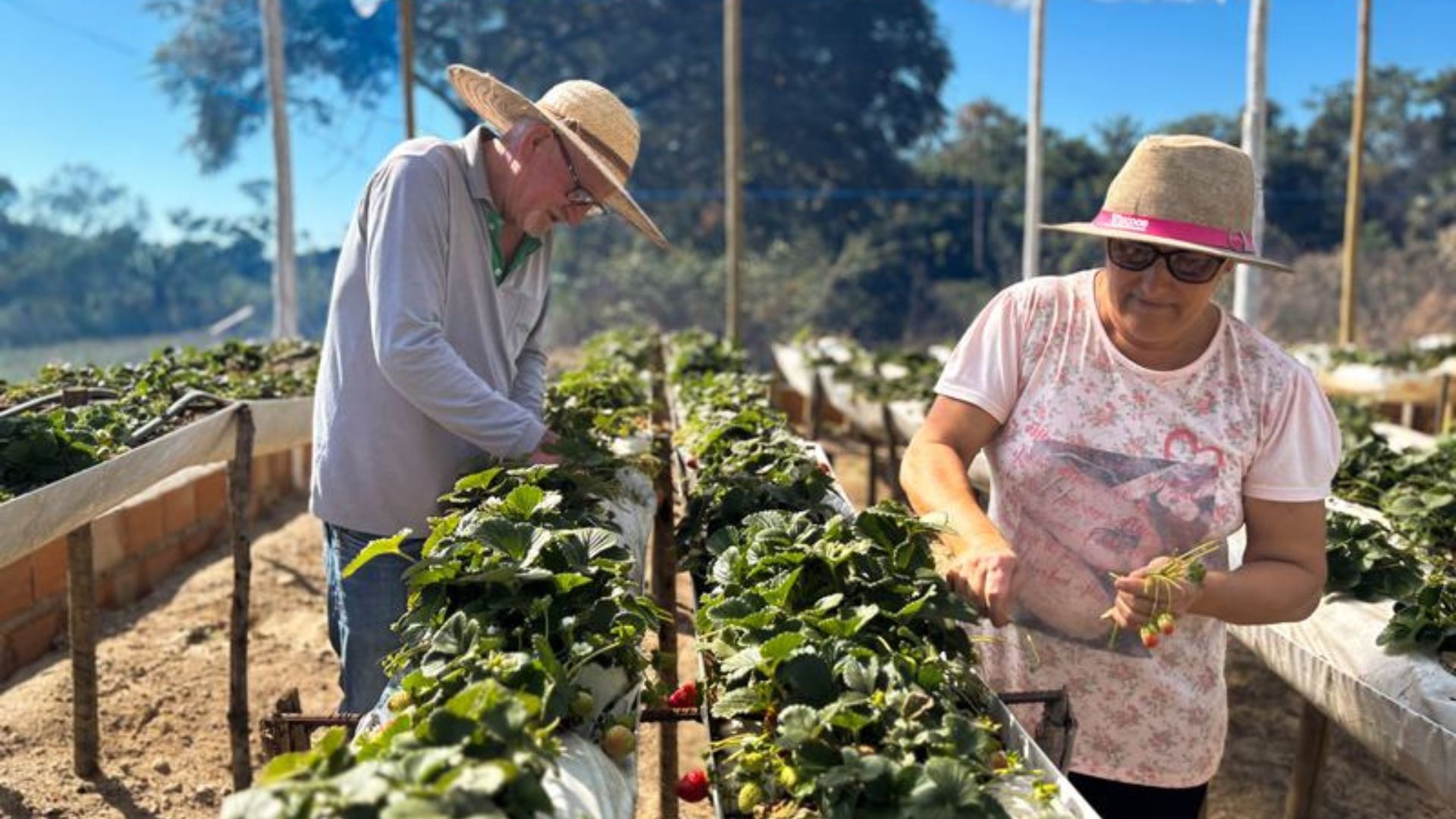 Governo mineiro tem ajudado produtores rurais do semiárido com kits de irrigação e regularização fundiária