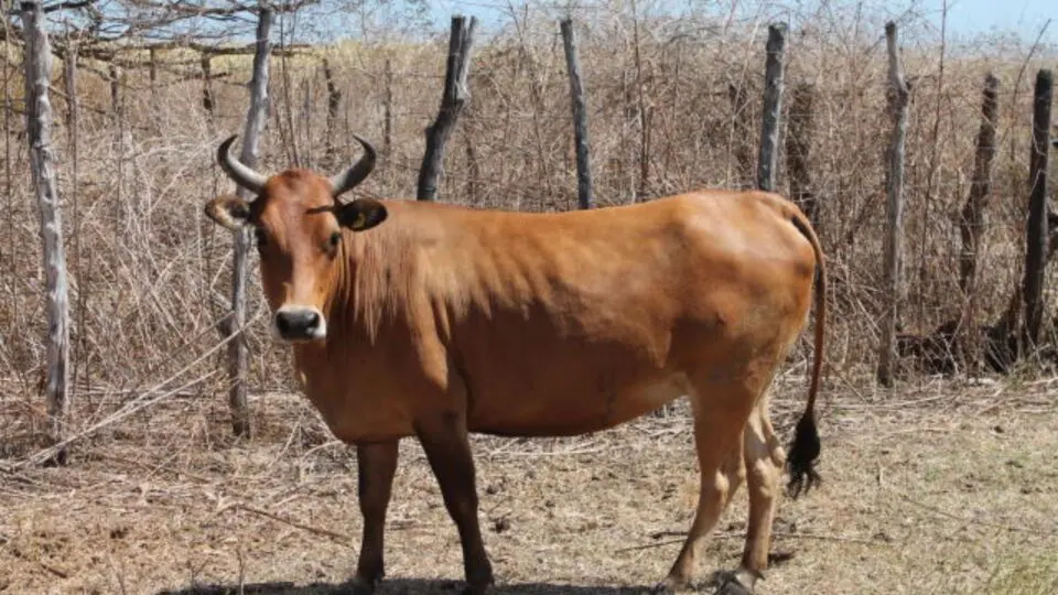 O gado Curraleiro Pé-duro é um animal do semiárido mineiro que é explorado na pecuária