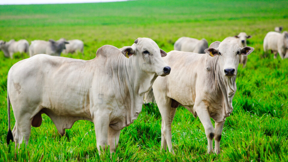 Agro é o setor mais prejudicado pelo tarifaço de Trump