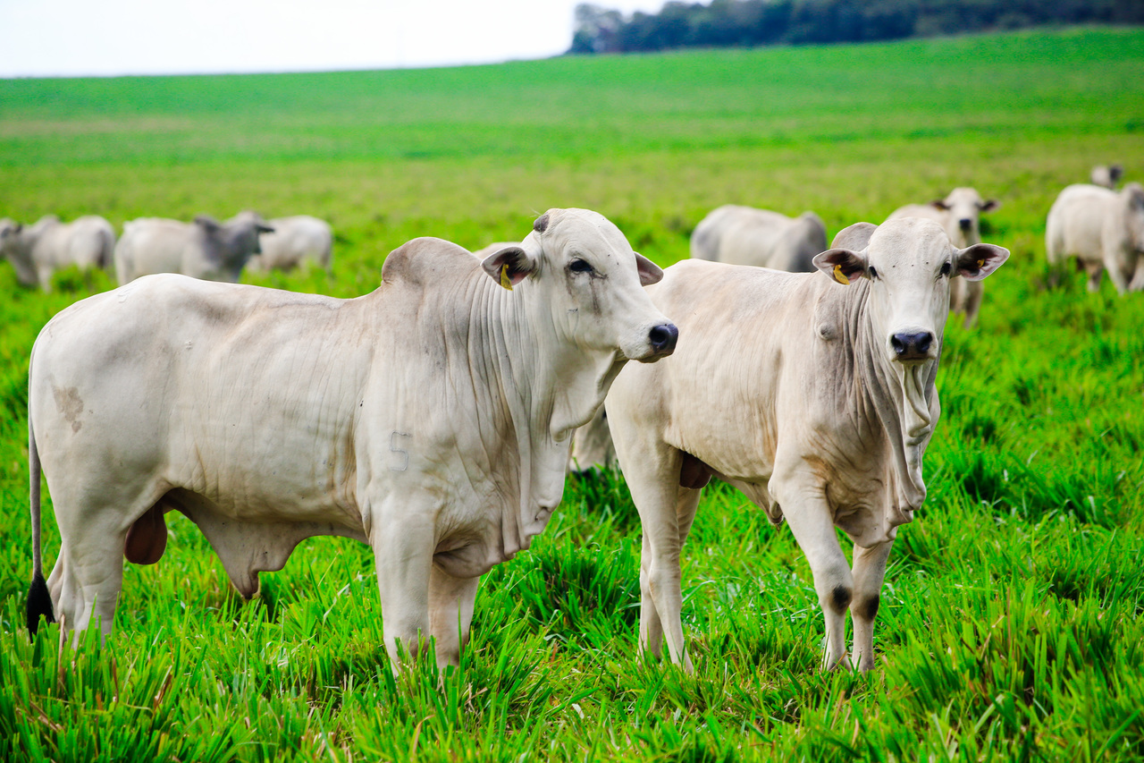 Setor de carne bovina, um dos principais produtos brasileiros exportados para os Estados Unidos, está entre os que não escaparam do tarifaço no agro