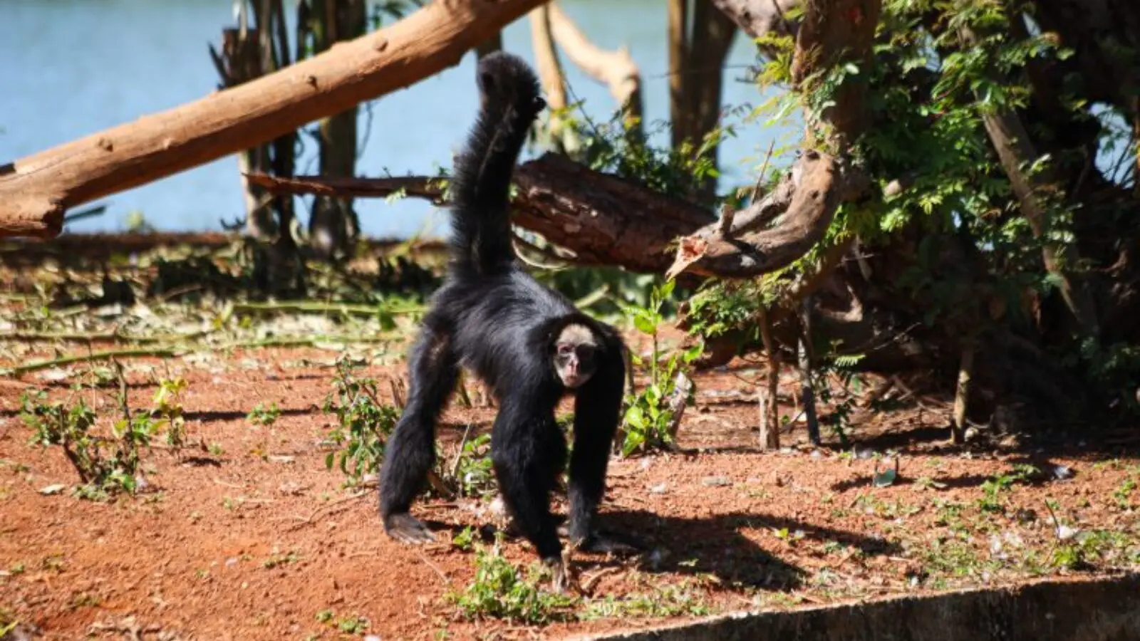 Macaco-aranha do Zoológico de Brasília: sem acesso à TV Justiça.