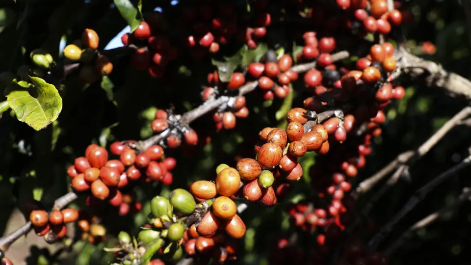 Plantação de café na Embrapa Cerrado: produto entrou no pacote de tarifas dos EUA
