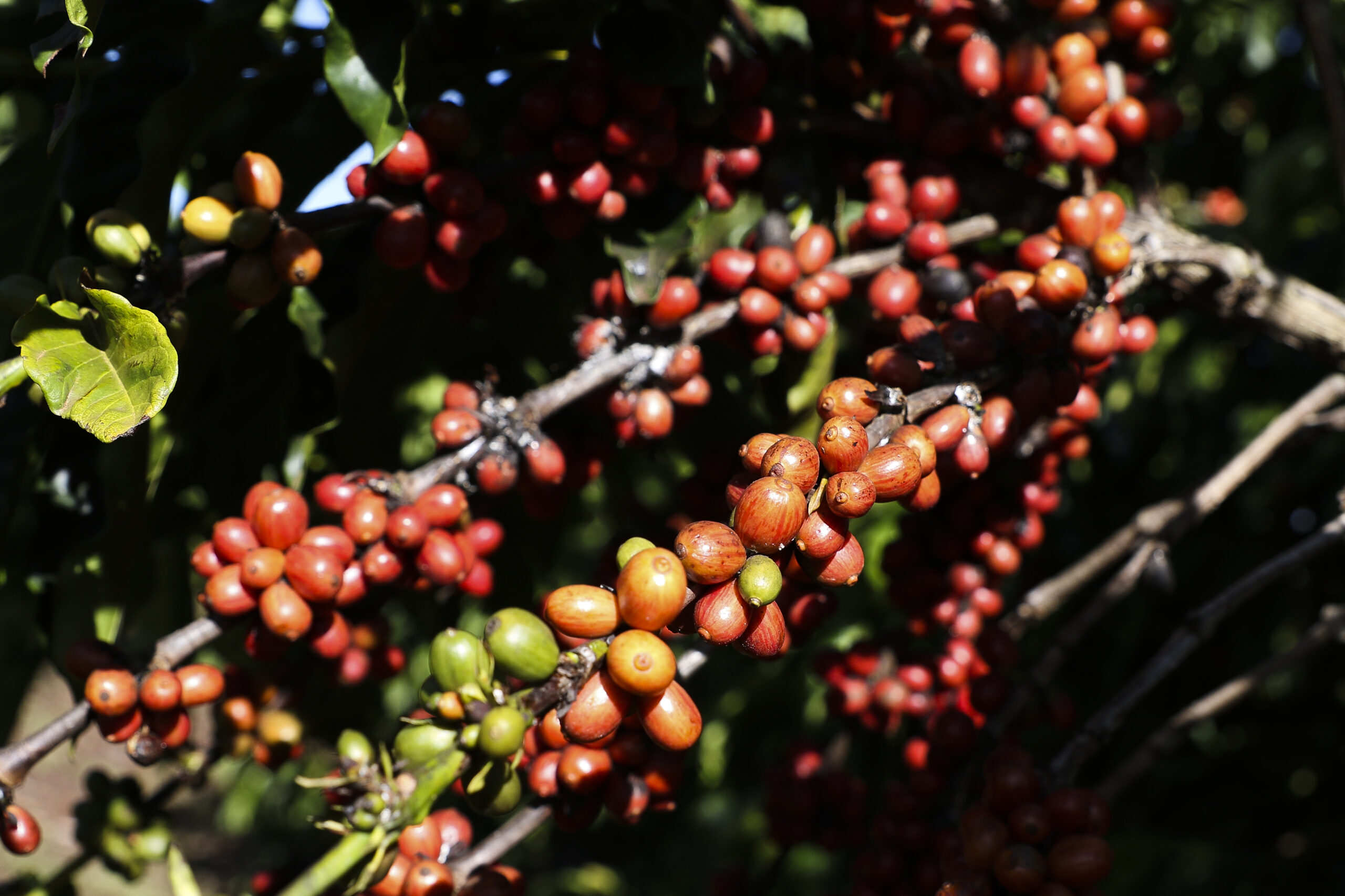 Plantação de café na Embrapa Cerrado: produto entrou no pacote de tarifas dos EUA