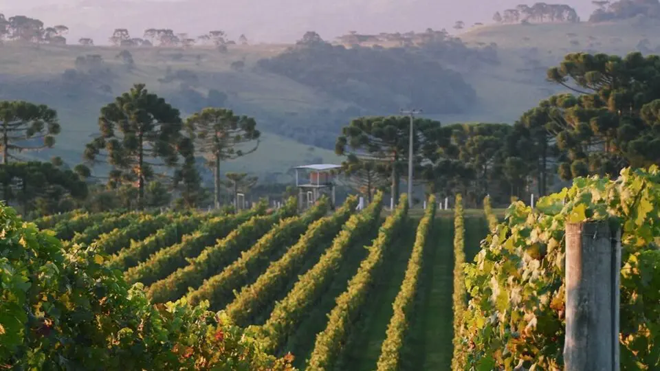 Os vinhos de altitude da serra catarinense estão ganhando notoriedade.