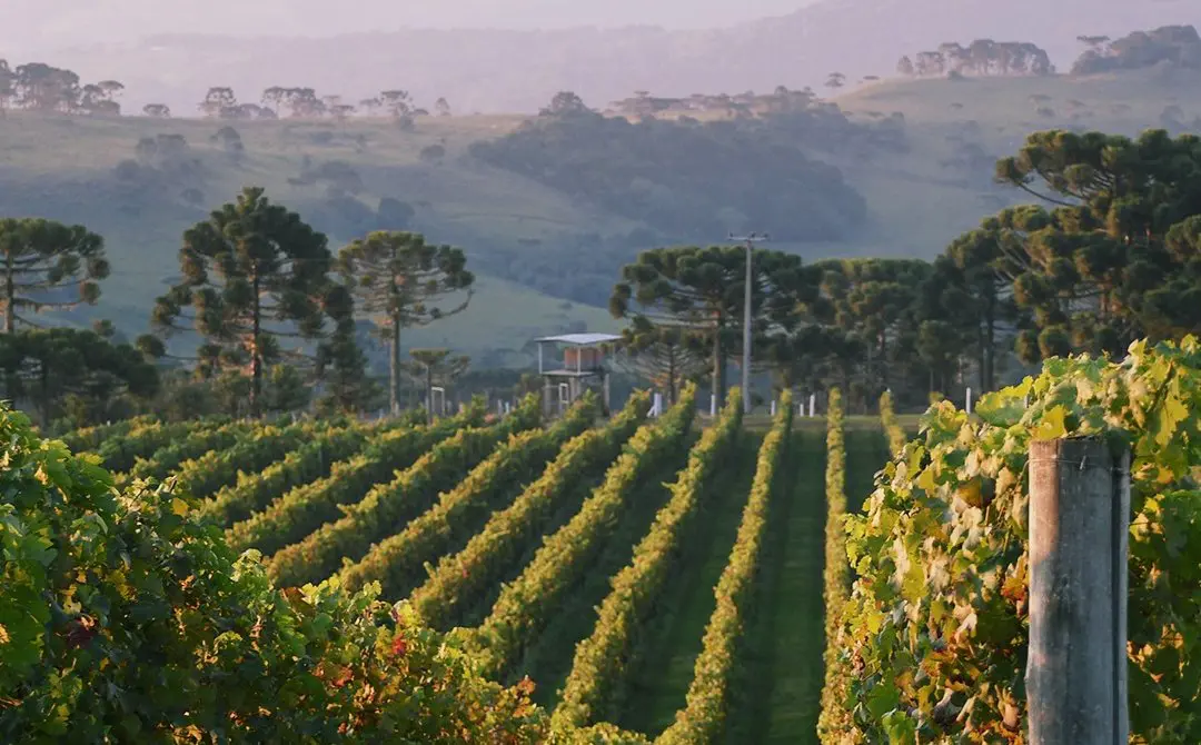 Os vinhos de altitude da serra catarinense estão ganhando notoriedade.