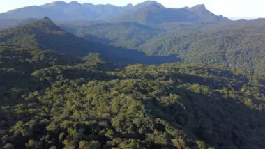 Mata Atlântica