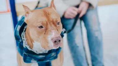 Estados proíbem criação de pitbulls