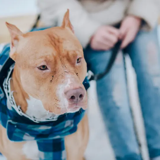 pitbulls-proibido-venda-