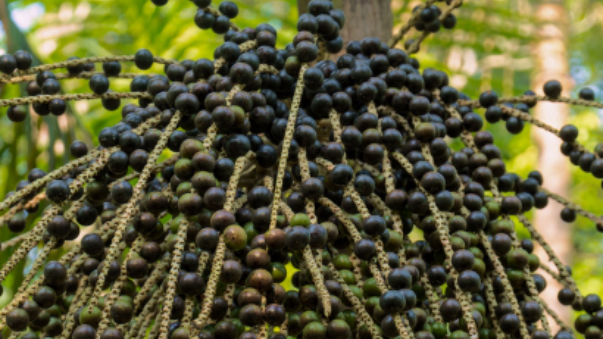 Cerca de 300 mil pessoas trabalham na cadeia do açaí no Pará, segundo o Dieese.