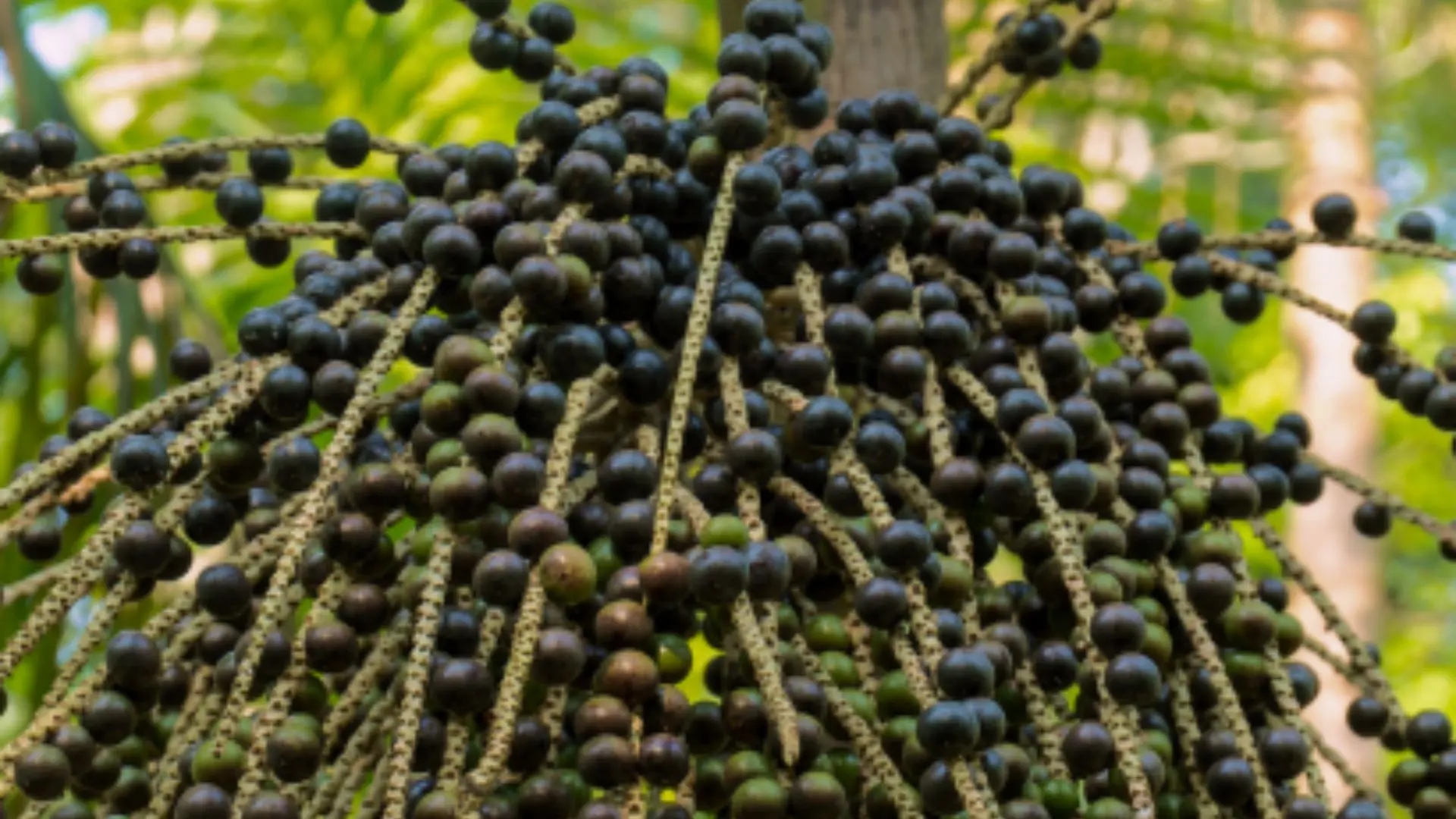 Cerca de 300 mil pessoas trabalham na cadeia do açaí no Pará, segundo o Dieese