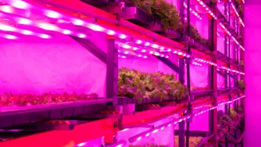 Fazendas verticais transformam produção agrícola em centros urbanos.