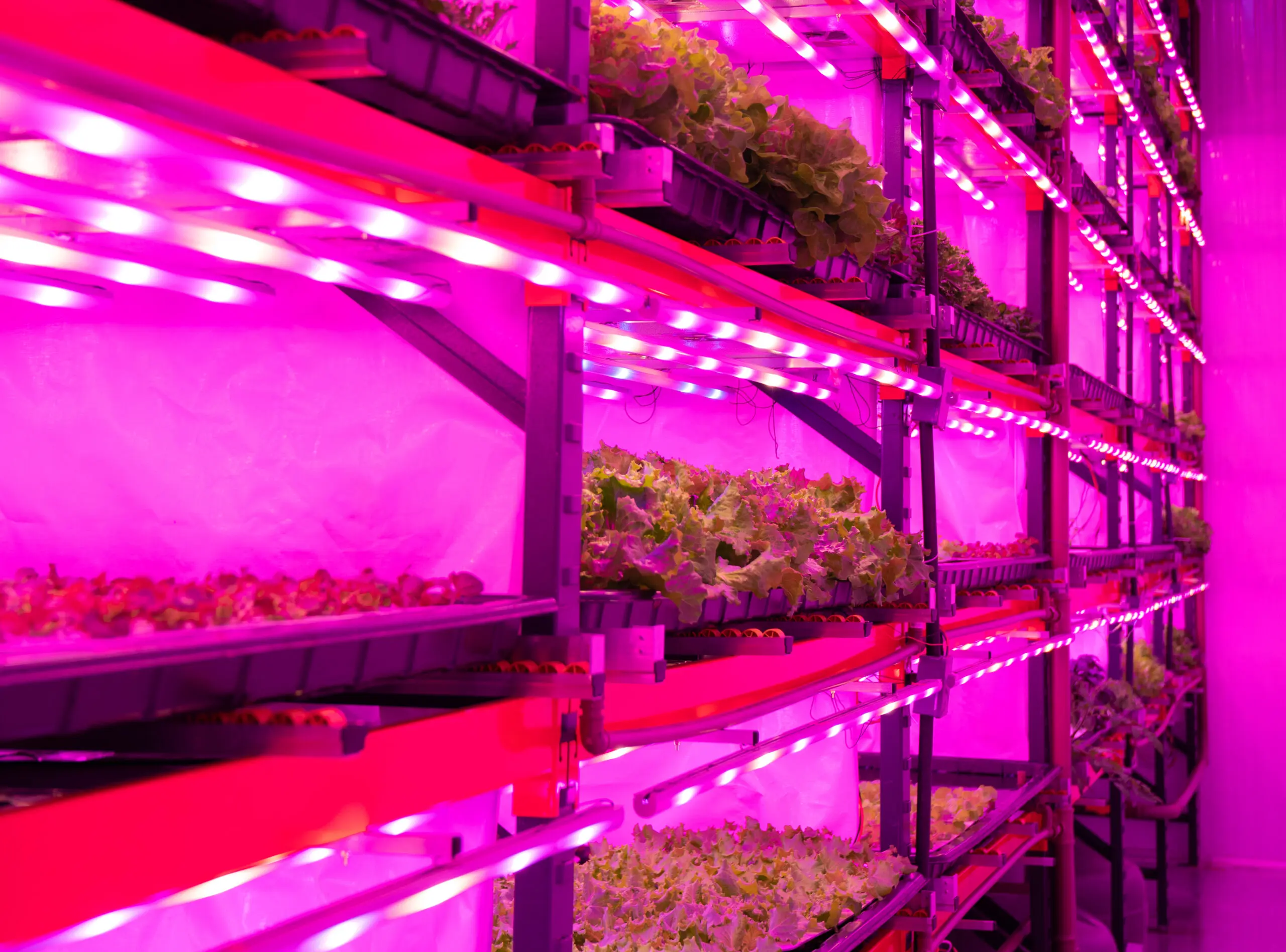 Fazendas verticais transformam produção agrícola em centros urbanos.