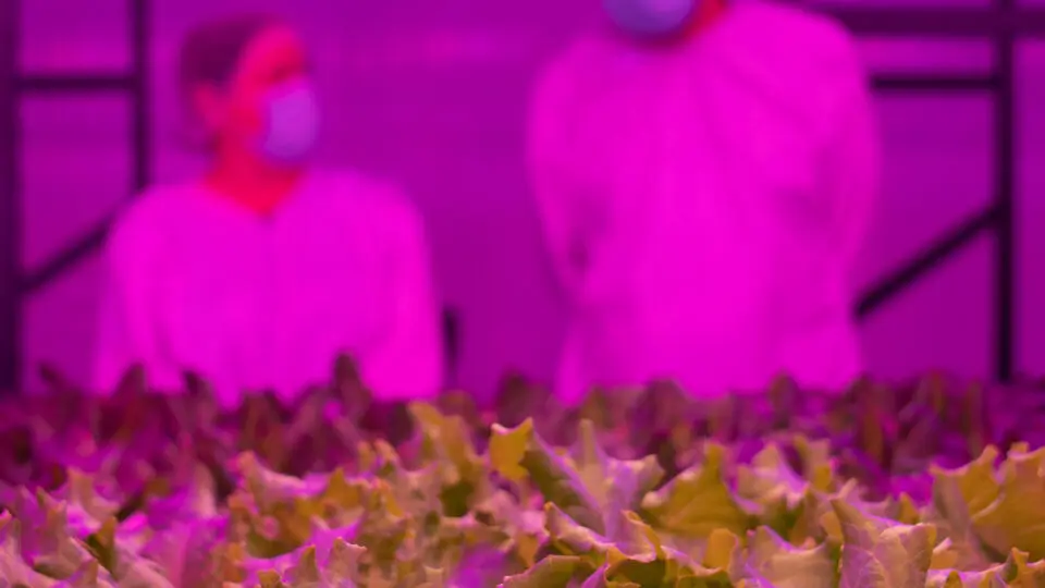 Produção em ambiente controlado elimina até 99% do uso de pesticidas, segundo produtores de fazendas verticais.