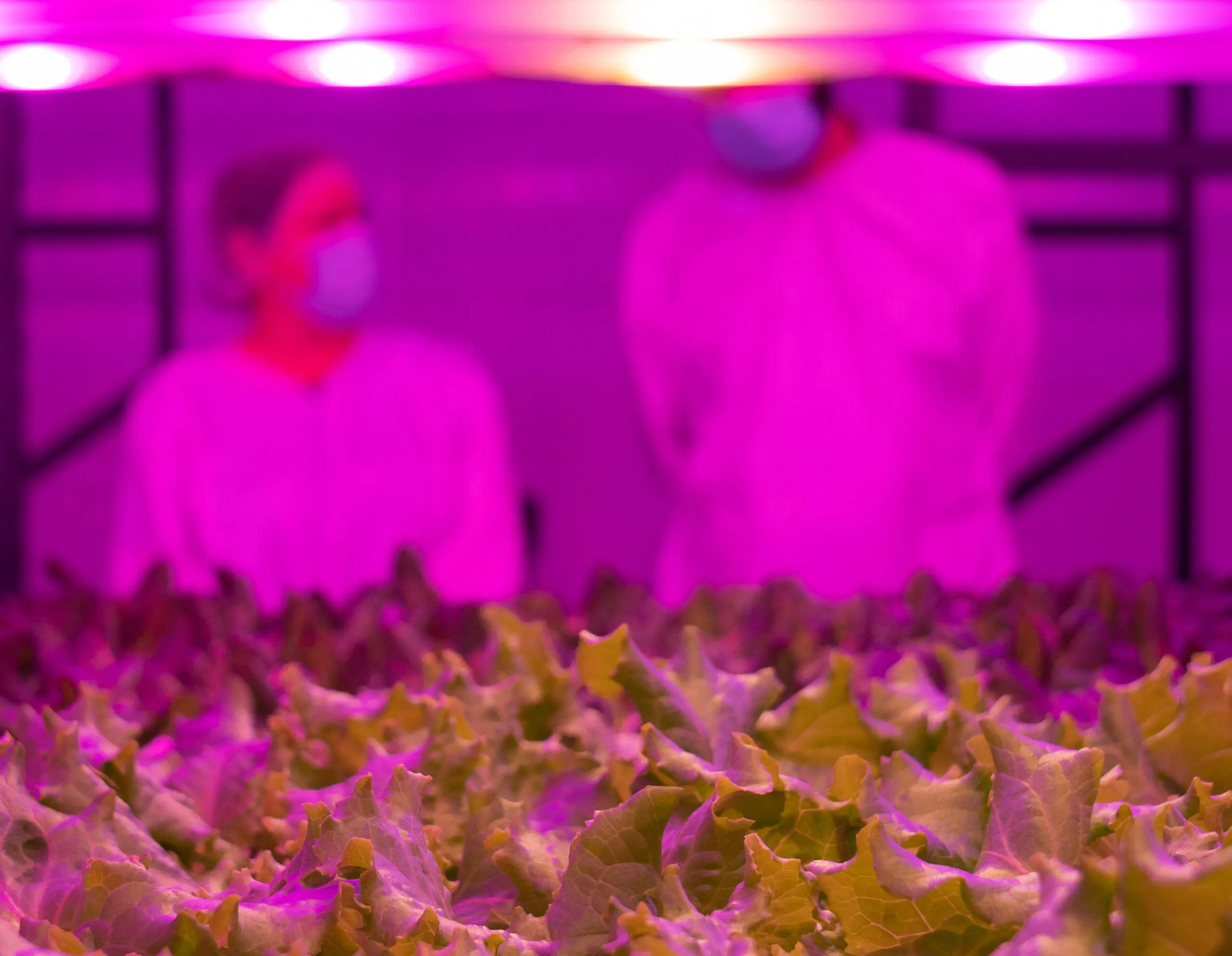 Produção em ambiente controlado elimina até 99% do uso de pesticidas, segundo produtores de fazendas verticais.