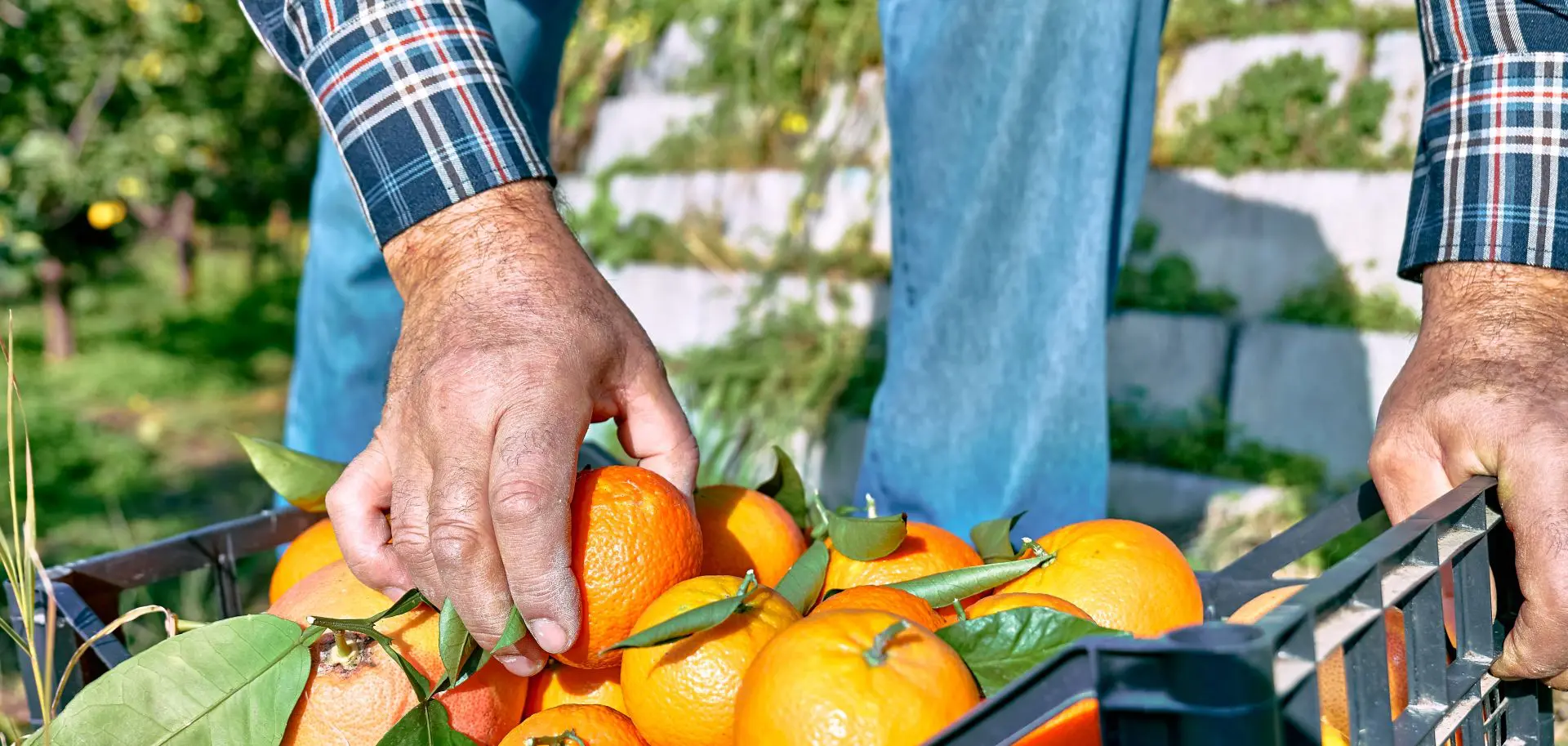 Pequenos empreendedores e produtores da região celebram o crescimento de seus negócios, impulsionados pelo acesso a crédito com propósito do Sicoob Três Fronteiras. Histórias de sucesso como estas comprovam o poder de um apoio financeiro justo e parceiro para a comunidade.