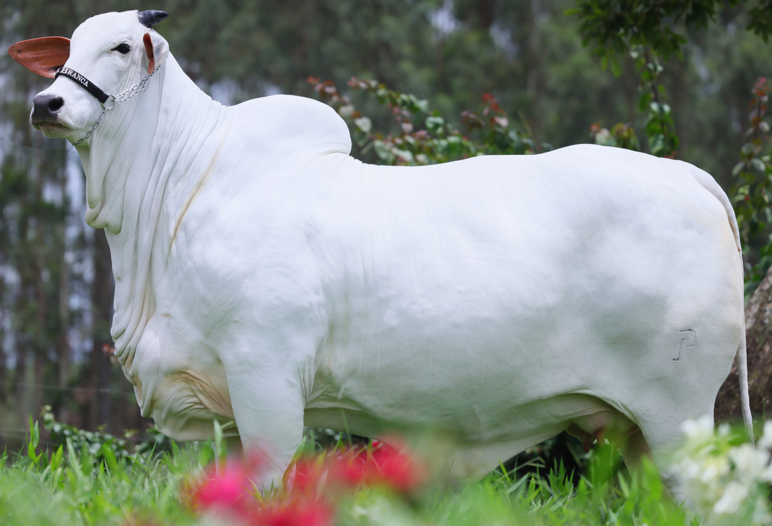 Única vaca a conquistar quatro títulos de grande campeã nacional, Carina manteve performance impecável por 42 meses consecutivos