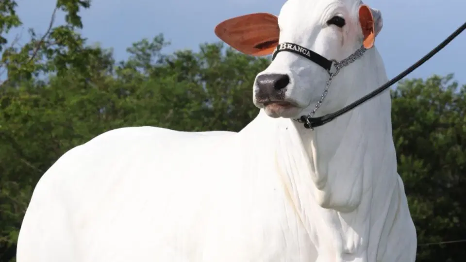 Fenômeno genético: a vaca Carina representa o ápice do melhoramento da raça Nelore no Brasil.
