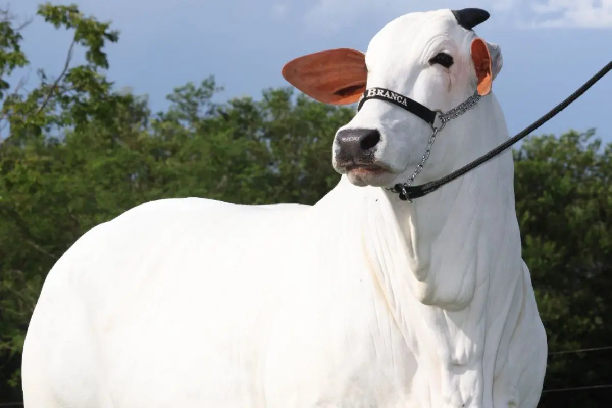 Fenômeno genético: a vaca Carina representa o ápice do melhoramento da raça Nelore no Brasil.