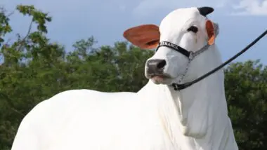 Tetracampeã nacional, a vaca Carina vai participar de leilão no estádio do Palmeiras, em SP