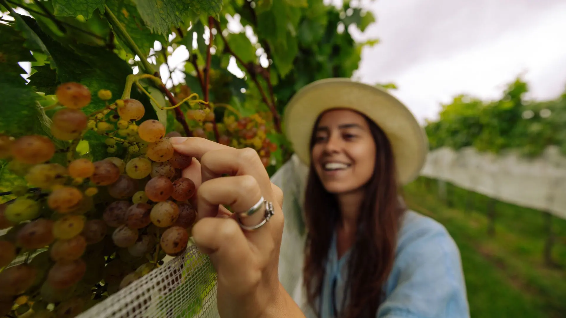 Os encantos dos vinhedos e vinícolas de Santa Catarina: paisagens únicas, vinhos premiados e experiências incríveis.